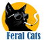 Feral Cats & Friends